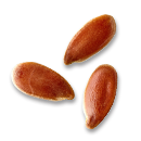Flax Seeds